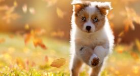 Как выбрать корм для собаки?