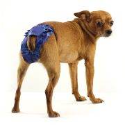 GAMMA Трусы для собак XL, 20-20 см